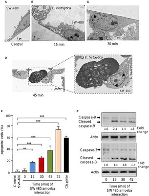 Entamoeba histolytica Up-Regulates MicroRNA-643 to Promote Apoptosis by Targeting XIAP in Human Epithelial Colon Cells